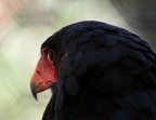 rapace rapace