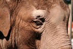elefante elefante
