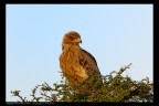 Tanzania: Aquila 2