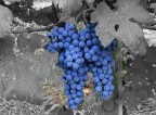 Tempo di vendemmia Tempo di vendemmia