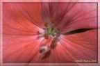 the secret life of plants the secret life of plants