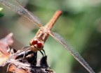 libellula