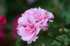Fiore Fiore