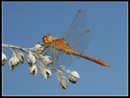 dragonfly in the sky