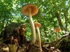 Il bosco degli elfi Il bosco degli elfi
