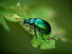 Green Green