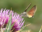 Insetto colibr� (Macroglossum stellatarum)