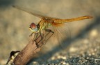 Libellula1 Libellula1