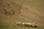 la prima che cade tocca a me... la prima che cade tocca a me...