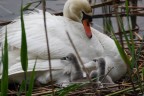 Tenerezza di mamma cigno Tenerezza di mamma cigno