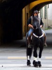 un bel cavallo! un bel cavallo!
