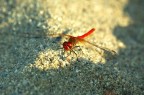 Libellula8 Libellula8