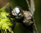 Libellula e rugiada Libellula e rugiada