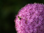 Ape sul fiore Ape sul fiore