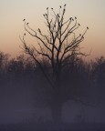 Albero dei morti Albero dei morti