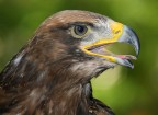 Eagle Eagle