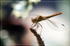dragonfly#6 dragonfly#6