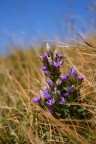 genzianella genzianella