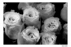 Rose Rose