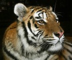Tiger Tiger