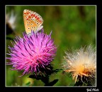 Lycaenidae Lycaenidae
