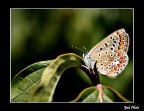 Lycaenidae Lycaenidae
