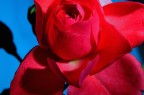 Rosa rossa Rosa rossa