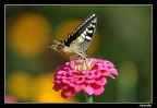 farfalla farfalla