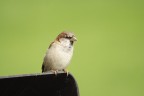 Passero Passero