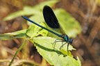 Libellula blu