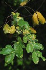 Autunno Autunno