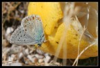Butterfly&Lemon Butterfly&Lemon
