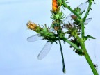 libellula libellula