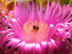 Macro Macro