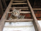 catti scaligeri catti scaligeri