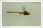 Renzo-Libellula Renzo-Libellula