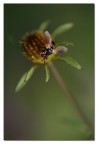 un fiore...