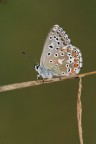 riposto la seconda macro...meglio? riposto la seconda macro...meglio?