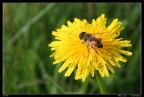 Yellow Yellow