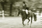 horse jumping horse jumping