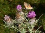 Insetto colibrì (Macroglossum stellatarum) 3 Insetto colibrì (Macroglossum stellatarum) 3