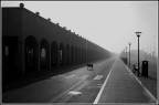 Il cane Il cane