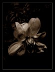 Silent Memory Silent Memory