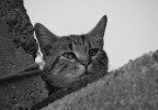 gatto in cascina gatto in cascina