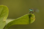 ombra nel verde... ombra nel verde...