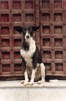 Perplessitą canina Perplessitą canina