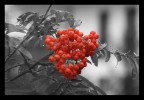 rosso e grigio rosso e grigio