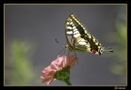 Farfalla Farfalla