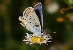 Farfallina Farfallina