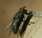 mosca mosca